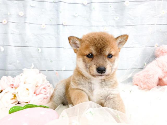 柴犬の写真2