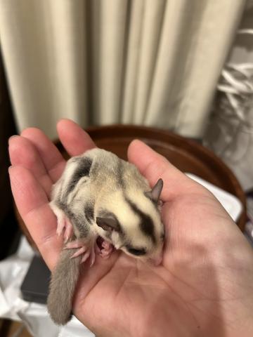 フクロモモンガ プラチナの写真2