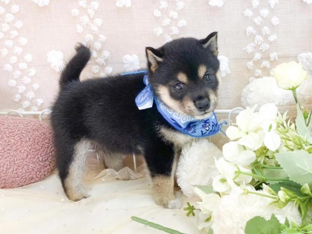 柴犬