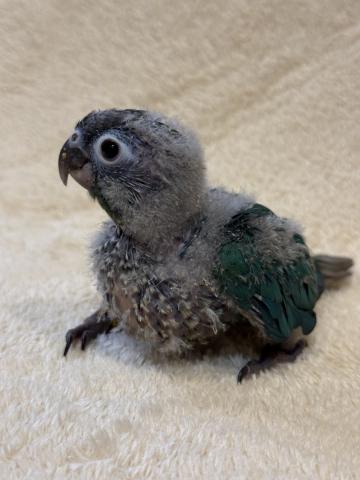 ウロコインコブルーの写真2