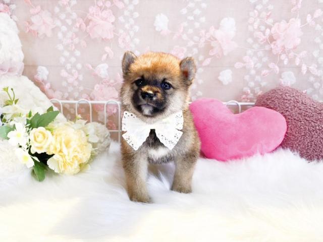 柴犬の写真2