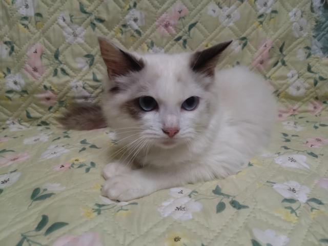 ラグドールふの写真2
