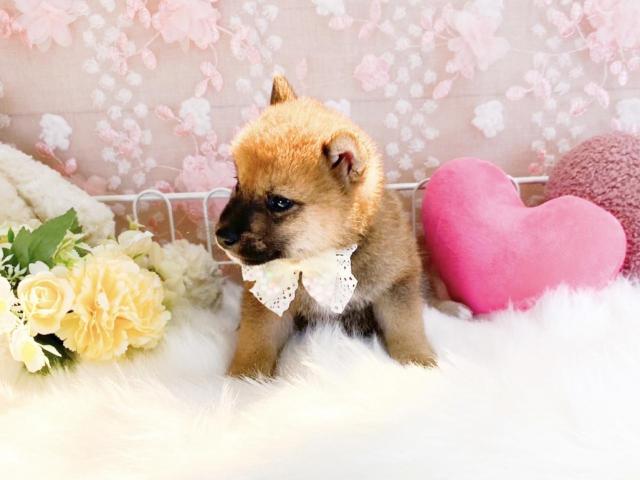 柴犬の写真3