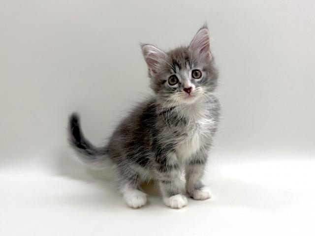 サイベリアン💕猫アレルギー有る方にお勧め猫種💕の写真3