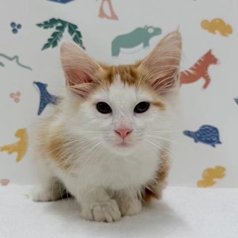 ノルウェージャンフォレストキャット