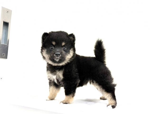 MIXポメラニアン×豆柴犬 835の写真2