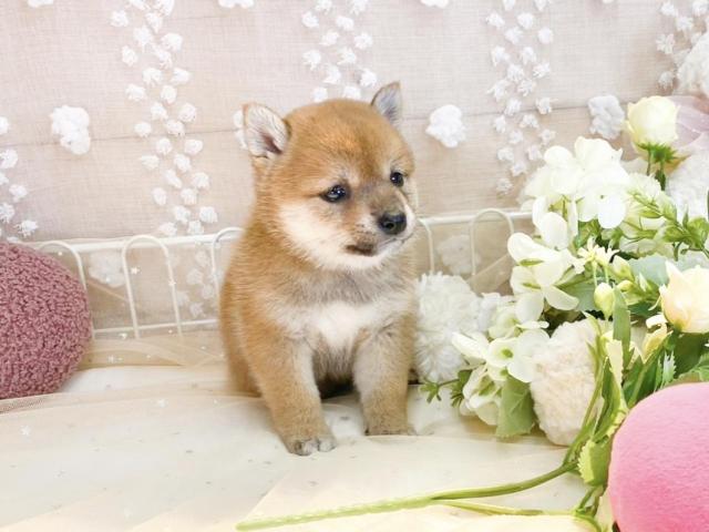 柴犬の写真2