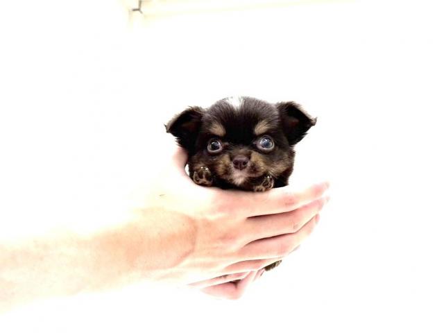 チワワ(ロングコート)319の写真5