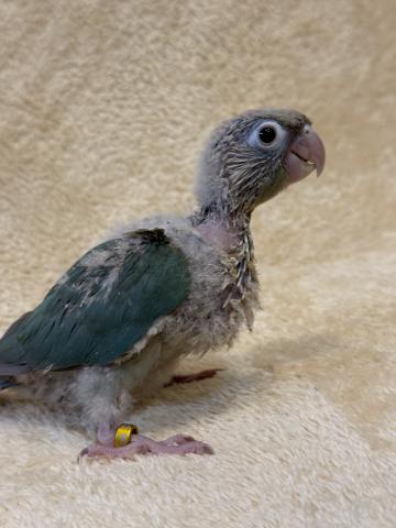 ウロコインコ　ブルーシナモンの写真2