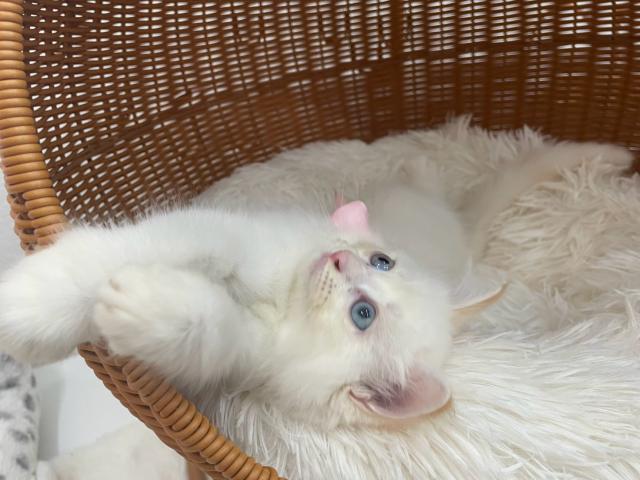 サイベリアン🍊あまなつちゃん♪ブルーの瞳の甘えん坊の写真3