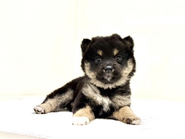 MIXポメラニアン×豆柴犬 835の写真3
