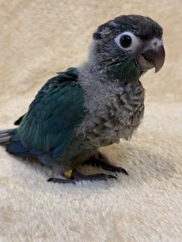 ウロコインコブルーの写真3