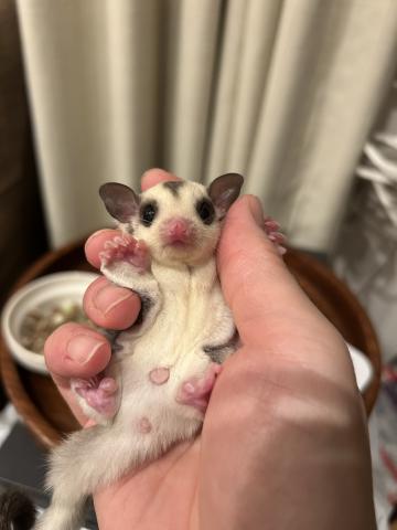 プラチナ