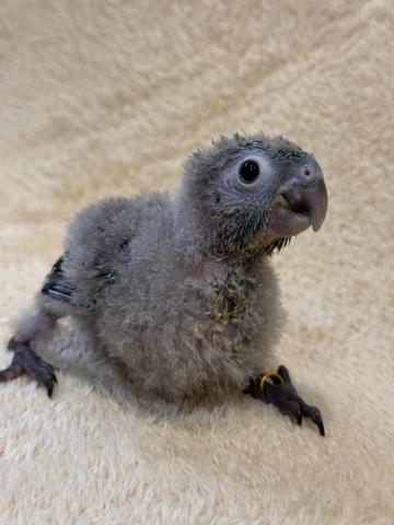 ウロコインコブルー