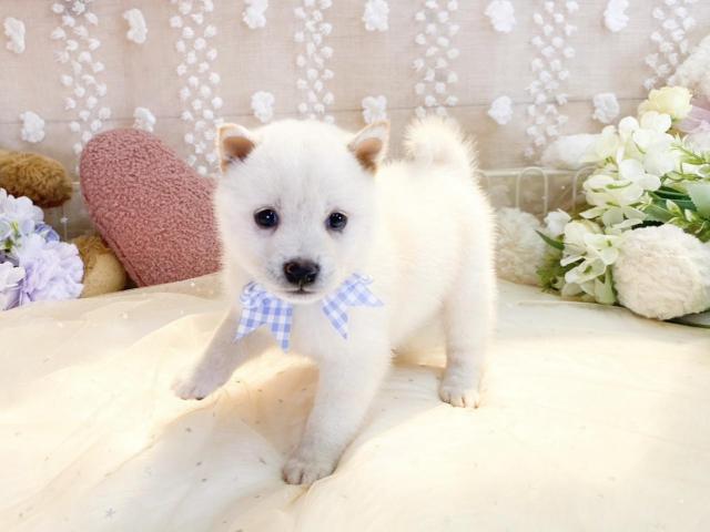 柴犬の写真2
