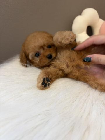 トイプードルタイニーサイズ予想🍼の写真6