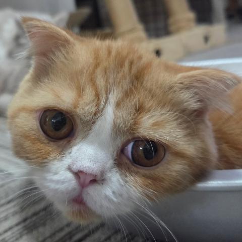 フォールデックス