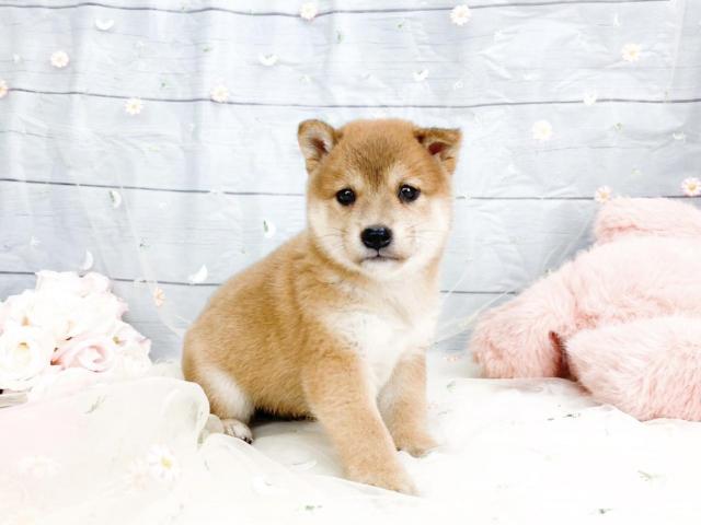 柴犬の写真2