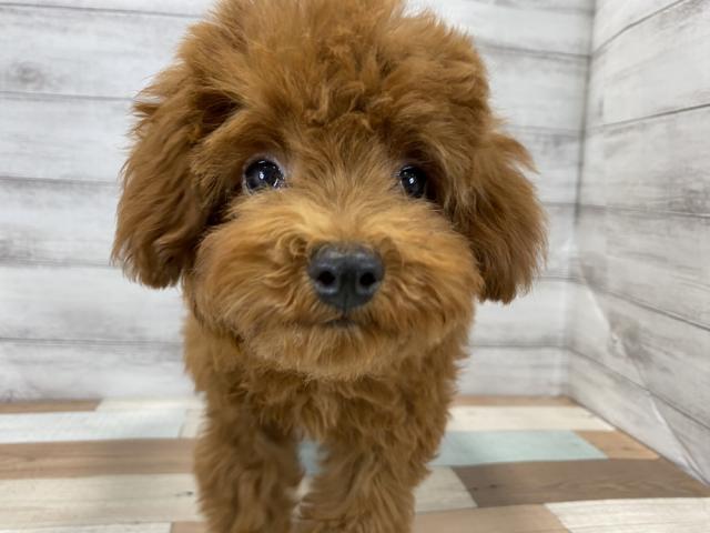 トイプードルの写真5