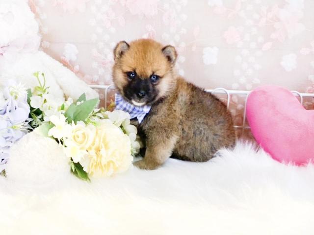 柴犬