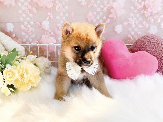柴犬の写真2