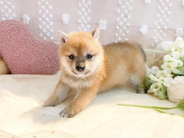 柴犬