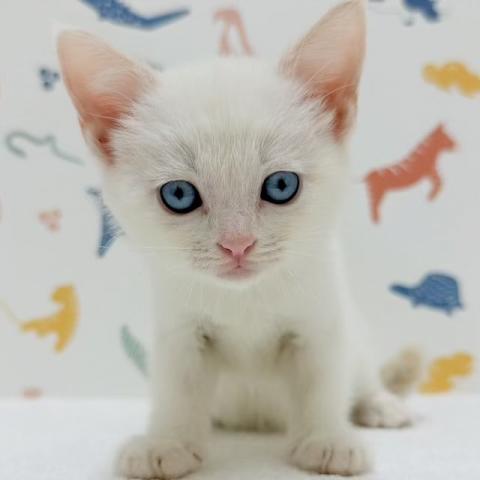 マンチカンの写真2