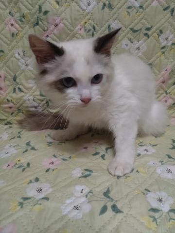ラグドールふの写真4