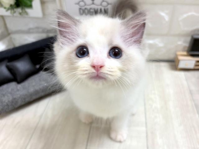ラグドール☆*゚両親チャンピオン*☆の写真2