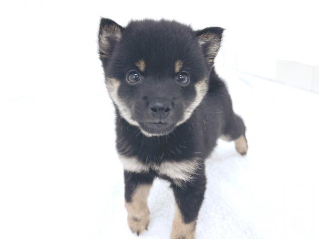 柴犬豆柴犬の写真5