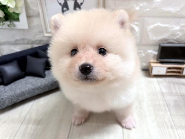 MIX☆*ﾟぽめしば*☆の写真3