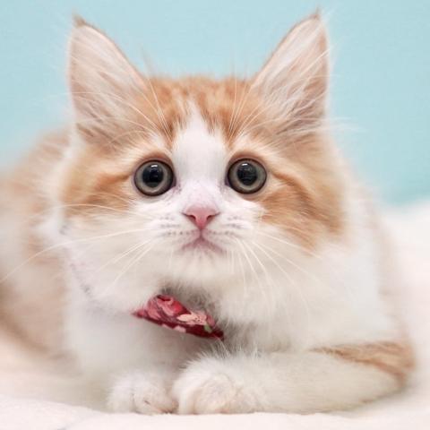 サイベリアンの写真5
