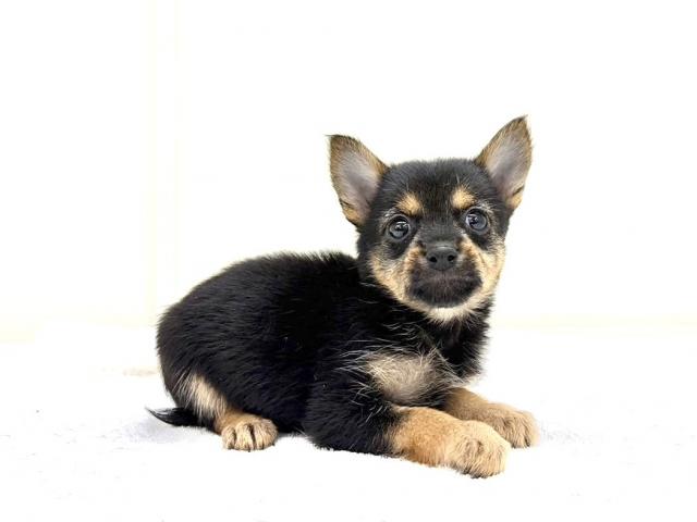 MIX豆柴犬×ヨークシャーテリア 027の写真6