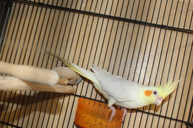オカメ若鳥繁殖用メスの写真5