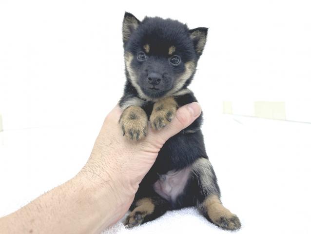 柴犬豆柴犬の写真2