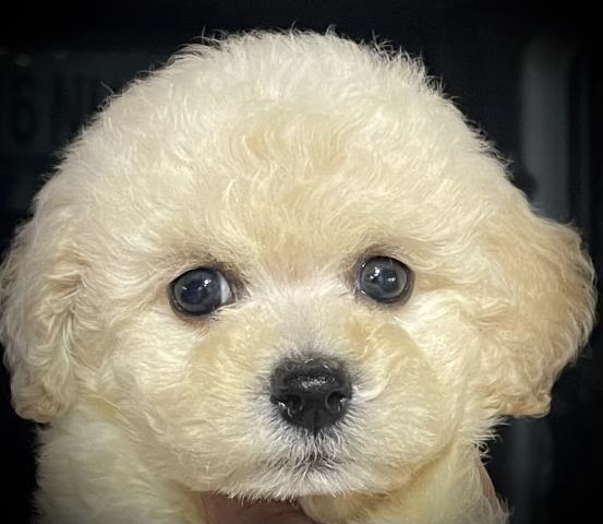 MIX【Puppyフェア開催中】【最終特価258,000円】人気のビションプーくん🌴おトイレを覚えた賢い子🌴お問い合わせ1件入ってます✨