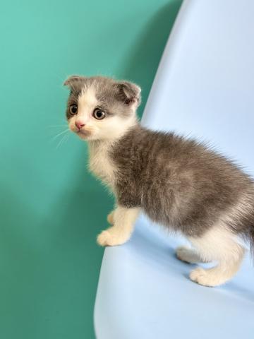 スコティッシュフォールド5769の写真3