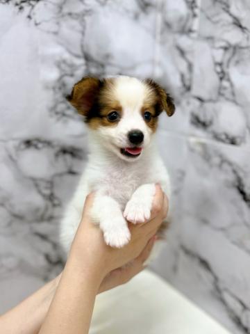 パピヨンの写真3