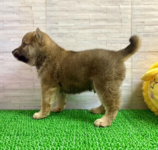 柴犬の写真2
