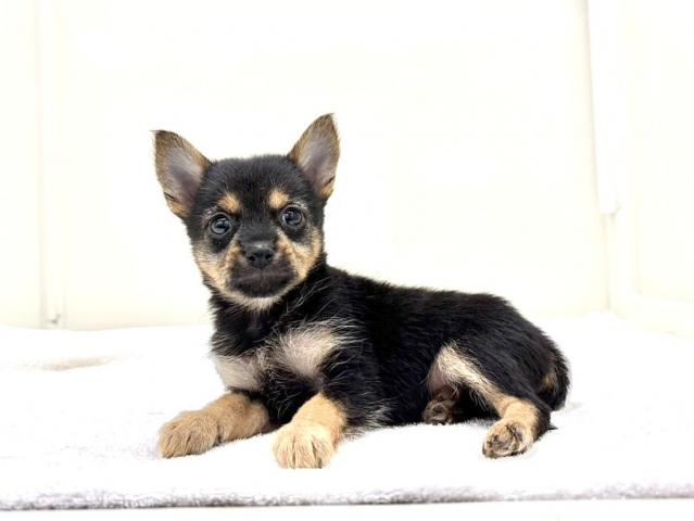 MIX豆柴犬×ヨークシャーテリア 027の写真2