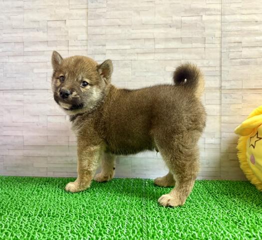 柴犬の写真4