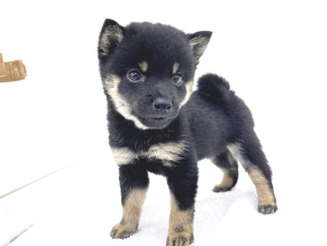 柴犬豆柴犬の写真4