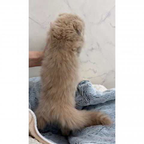 スコティッシュフォールドの写真2