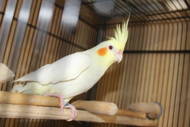 オカメ若鳥繁殖用メスの写真3