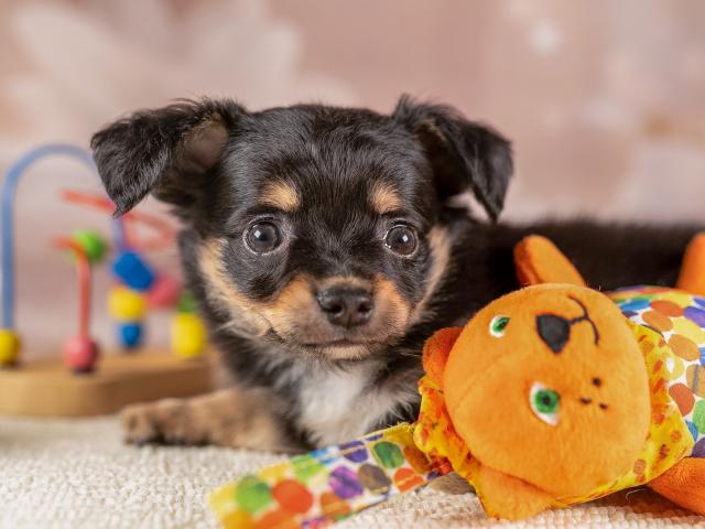 チワワ（ロングコート）チワワ(ロング)の写真3