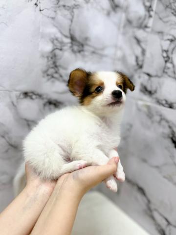 パピヨンの写真6