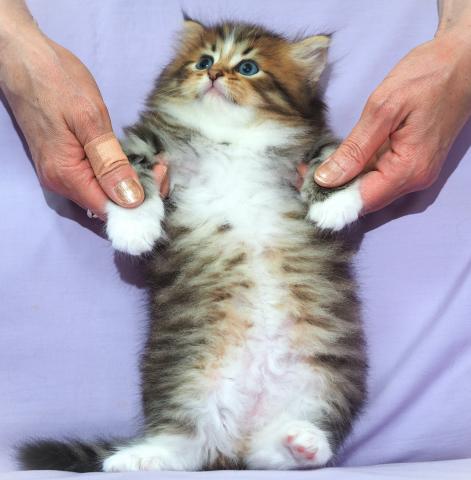 サイベリアンの写真4