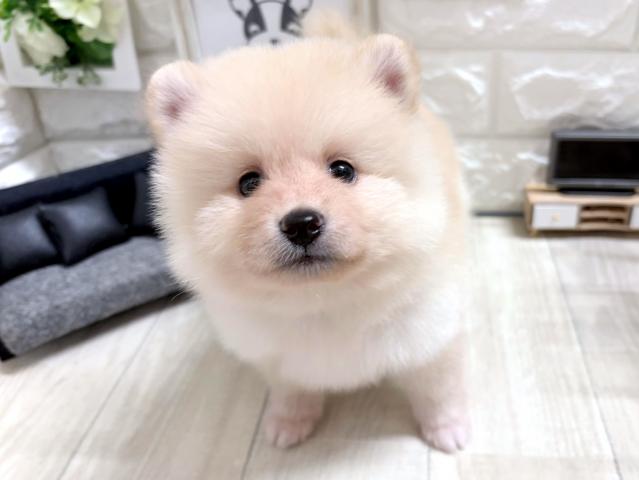 MIX☆*ﾟぽめしば*☆の写真2