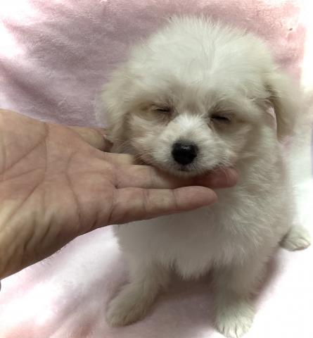 MIX【Puppyフェア開催中】【最終特価150,000円】タイニーサイズ確定のポメプーくん🌴おトイレを覚えた賢い子🌴お問い合わせ0件入ってます✨の写真2