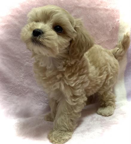 MIX【Puppyフェア開催中】【最終特価188,000円】タイニーサイズ確定のマルプーくん🌴おトイレを覚えた賢い子🌴お問い合わせ2件入ってます✨の写真2